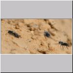 Andrena vaga - Weiden-Sandbiene 10.jpg